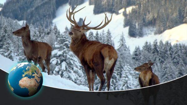 Christmas Winter Wonderland: How Animals Survive the Winter