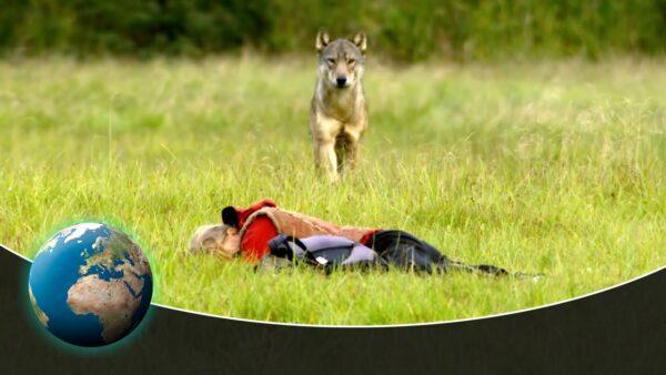 Searching for the Coast Wolves