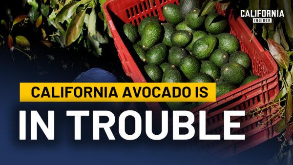 Why California Is Losing Its Avocado Industry