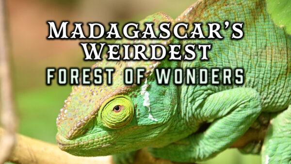 Madagascar's Weirdest: Forests of Wonders
