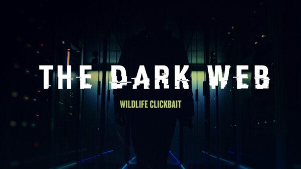 Wildlife Clickbait | The Dark Web Ep3