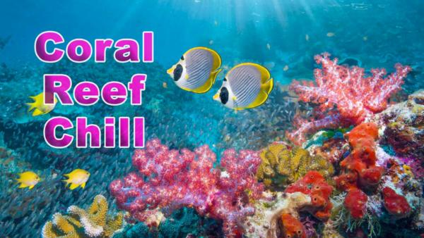 Coral Reef Chill