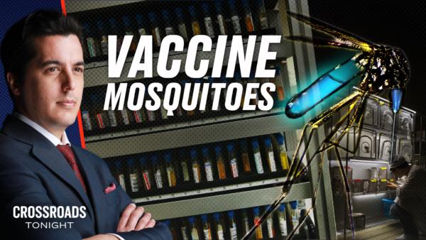 Mosquitos Modified to Spread Vaccines