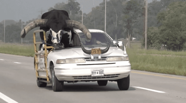 Riding Shotgun: Nebraska Police Pull Over Vehicle With Giant Bull Riding in Front Passenger Seat