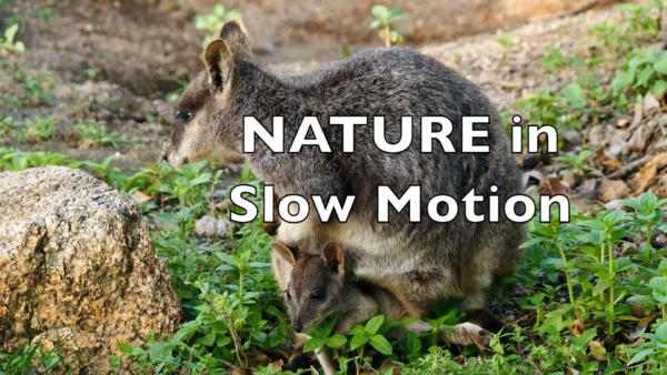 Nature in Slow Motion