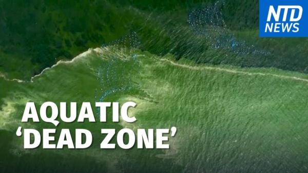 Extreme Plankton Bloom Creates ‘Dead Zone’ Off Thailand
