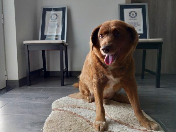 World’s Oldest Dog Ever Dies in Portugal, Aged 31