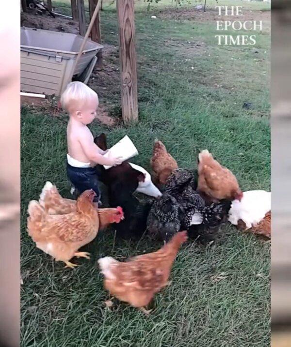 Lovely Toddler Completely Focused on Feeding His Feathered Friends