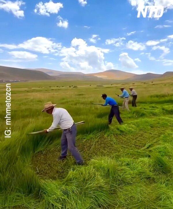 Villagers Sing While Scything the Grass