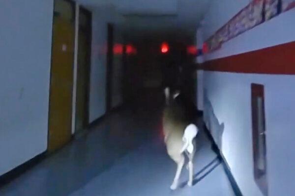 Deer Breaks Into New Jersey Elementary School