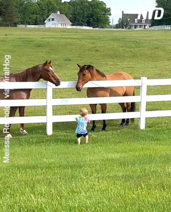 Little Boy Calls His Horse Friends to Him