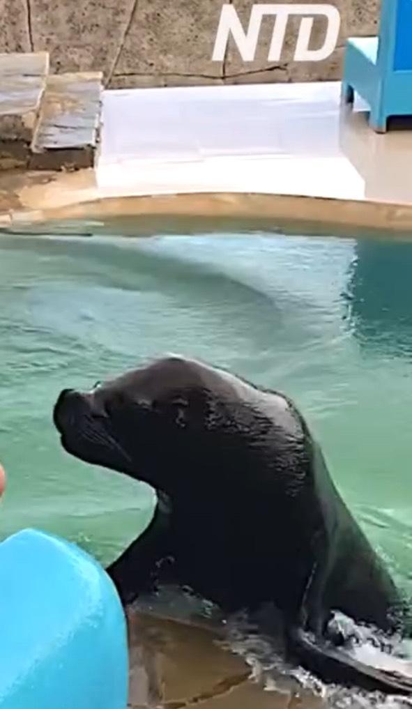 Sea Lion Makes Funny Faces in Family Portrait!