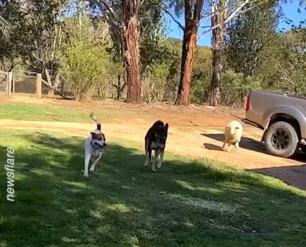 Sheep Plays ‘Fetch!’ With Her Canine Best Friends