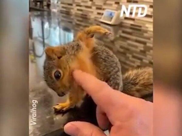 This Baby Squirrel Loves Getting Scratched!