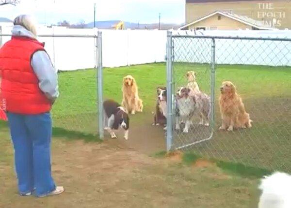 Dogs Wait Patiently For Names to Be Called