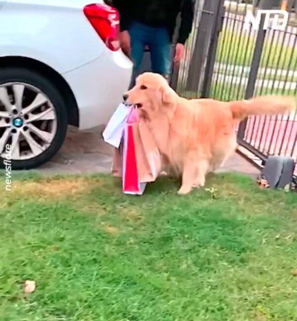 Helpful Dog in Uruguay Carries Shopping Bags Into the House