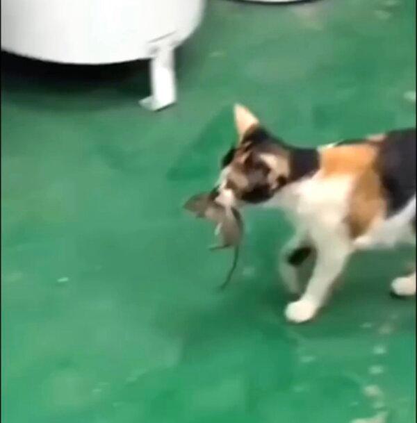 Cat Carries Mouse Over to Food Bowl so They Can Dine Together