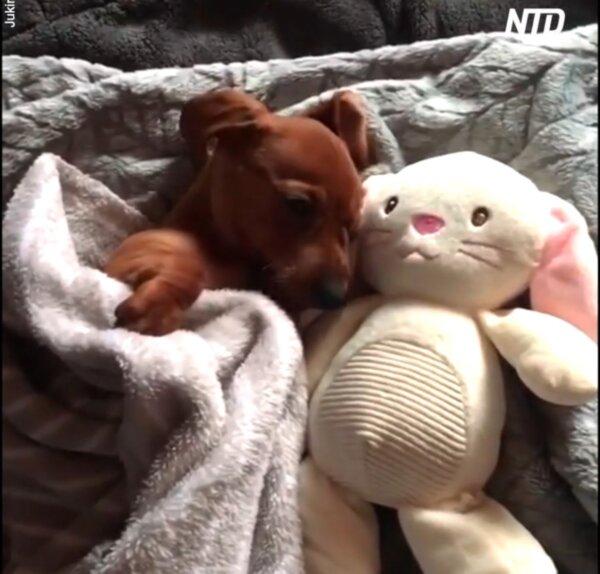 Cute Dachshund Cuddles Inside Blanket With Soft Toy