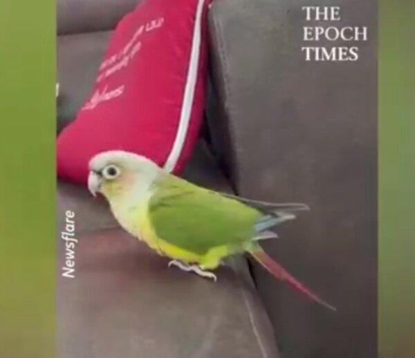 Adorable Parrot Shows Off Dance Moves, Vocal Talents