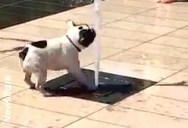 French Bulldog Gets Soaked Trying to Block Street Fountain