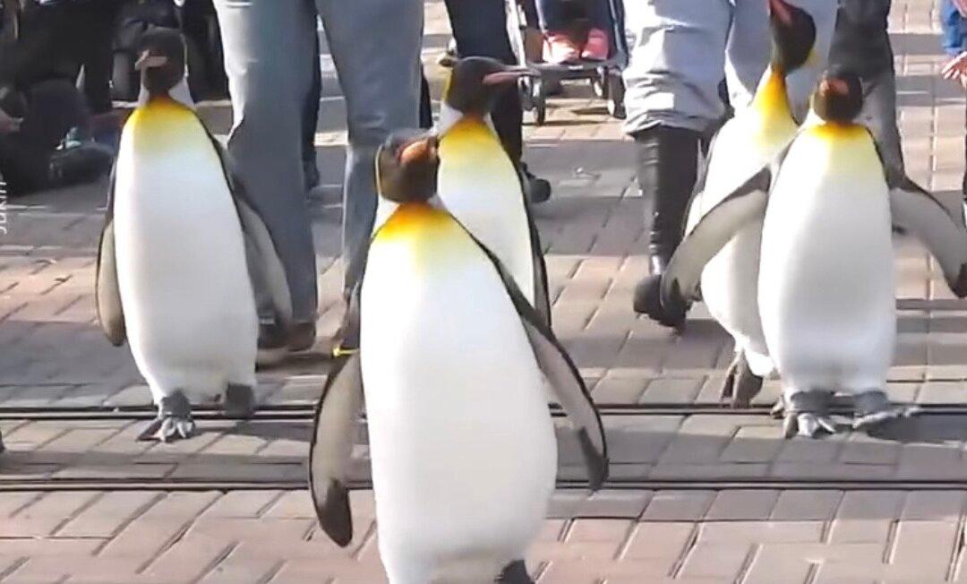 King Penguins March Down Path at Zoo