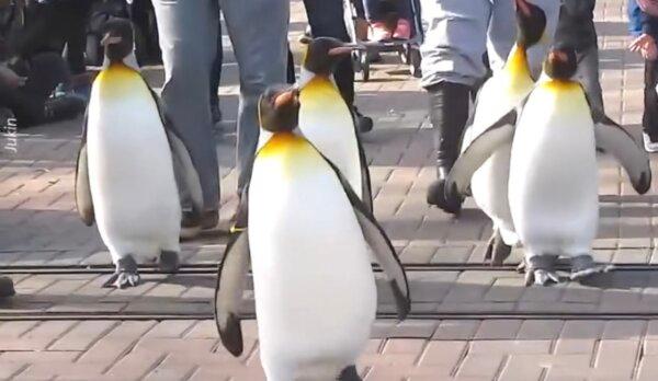 King Penguins March Down Path at Zoo