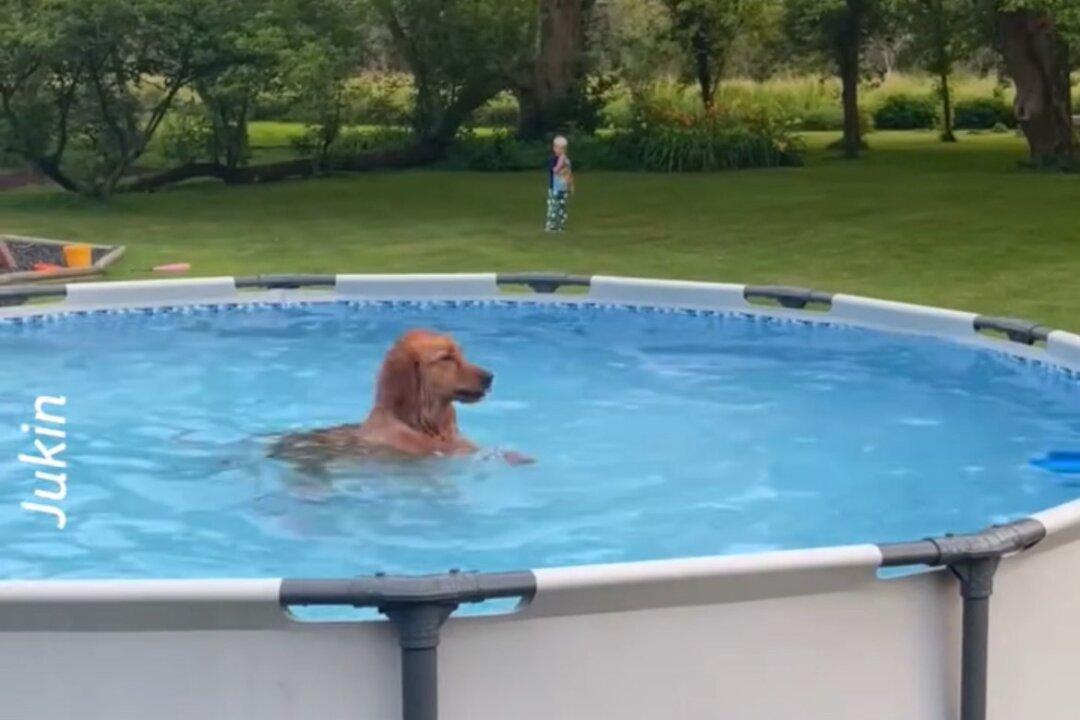 Cute Dog Refuses to Get Out of the Pool!