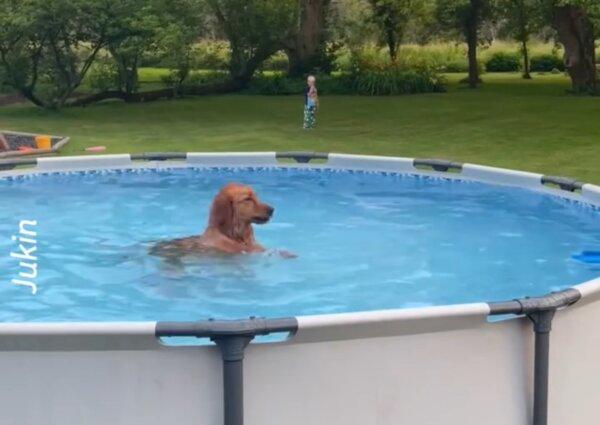 Cute Dog Refuses to Get Out of the Pool!