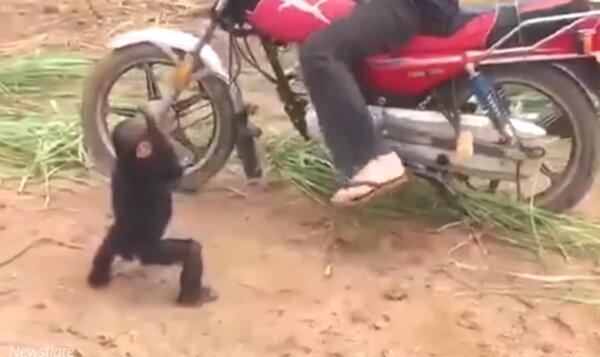 Baby Chimpanzee Wants a Ride Home