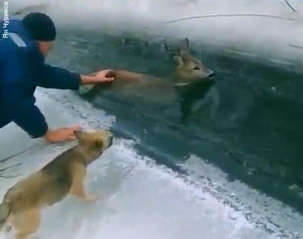 Rescuing a Roe Deer From Icy Stream