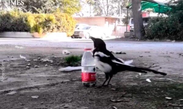 Smart Magpie Drops Stones Into Bottle to Make Water Level Rise, Allowing It to Drink
