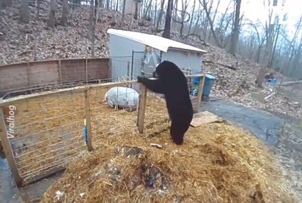 Pigs Fight Off Hungry Black Bear