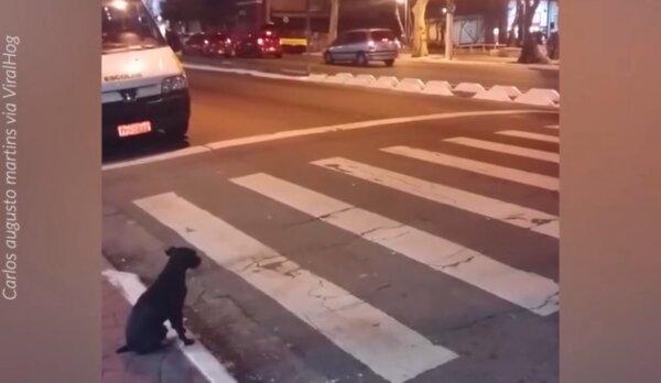 Smart Dog at Crosswalk Knows Its Green Cross Code