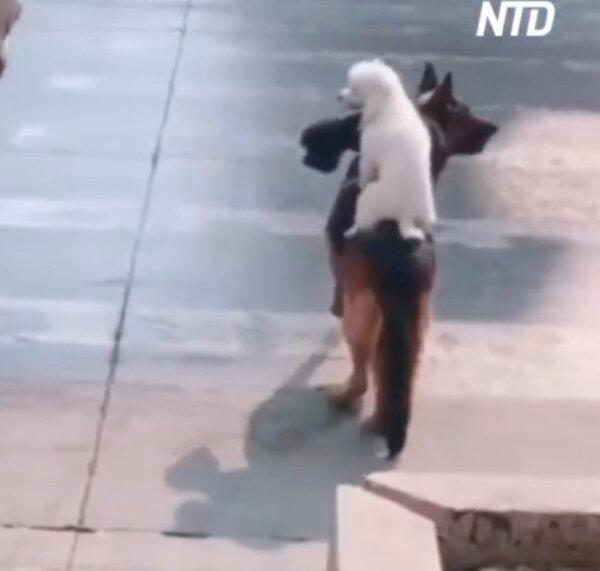 Wolf-Dog Carries 2 Poodles Across Road in China’s Shandong