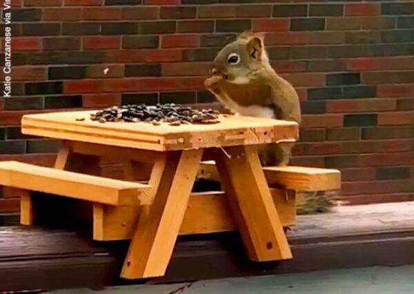 Squirrel Shows Off Perfect Table Manners