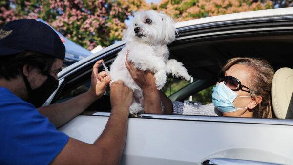 Veterinarian Says, Over Vaccination in Pets is Causing Harm