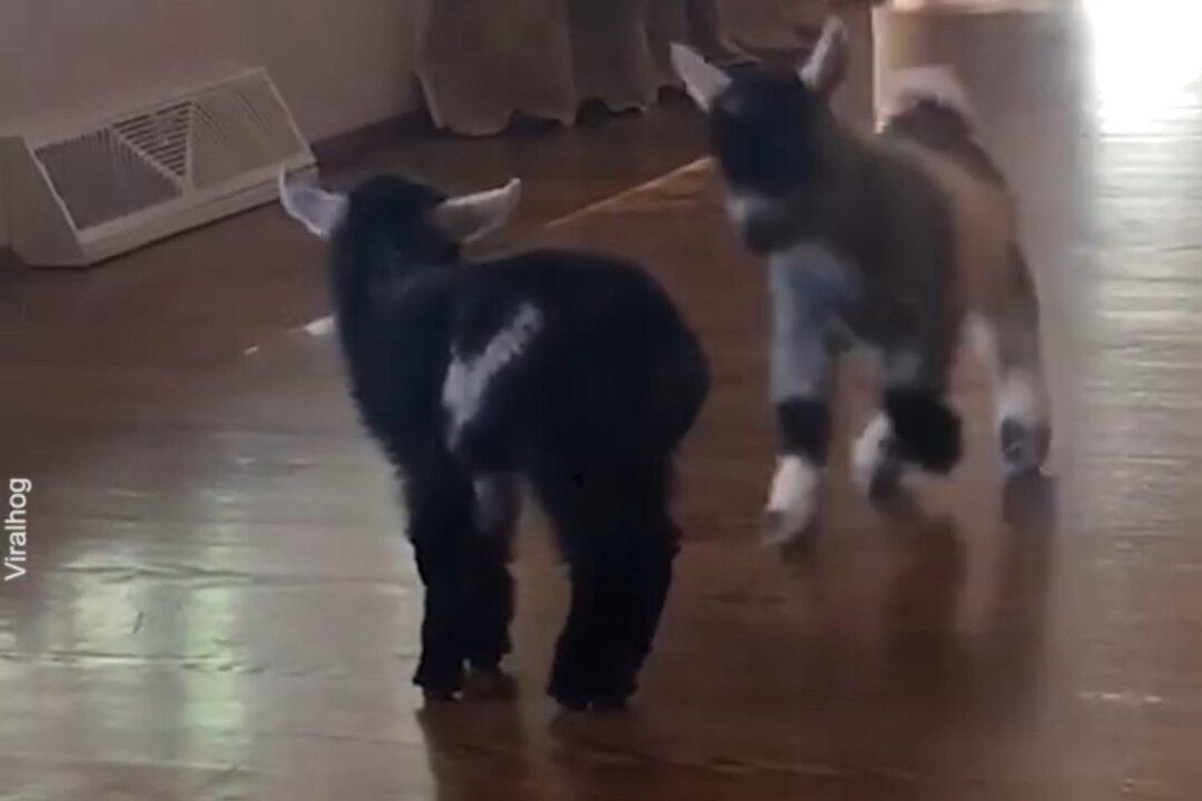 Two Mini Pygmy Goats Play