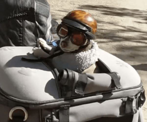 Is This the World’s Coolest Chihuahua?