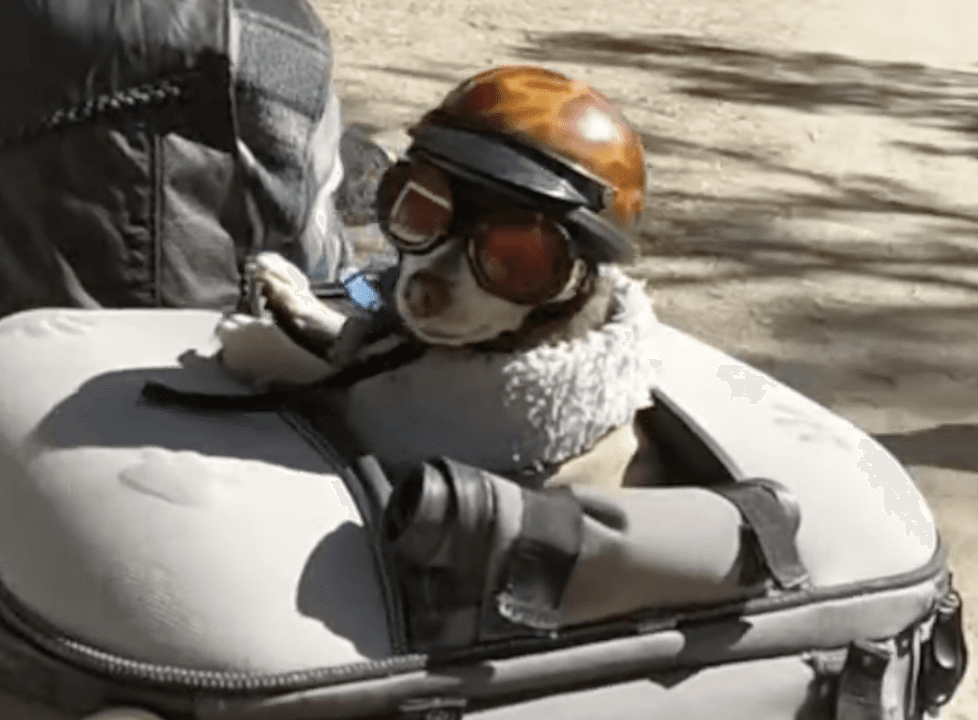 Is This the World’s Coolest Chihuahua?