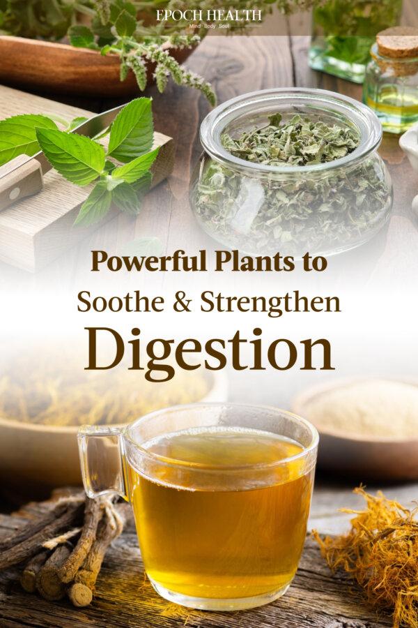 Powerful Plants to Soothe and Strengthen Digestion