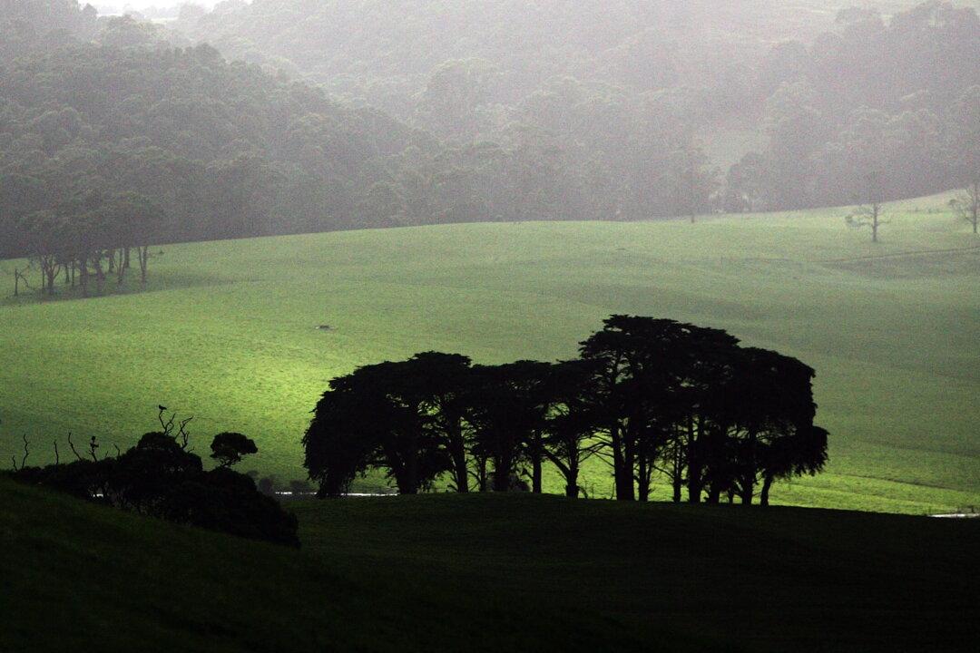 Australian Farmers to Earn Money From Planting Trees