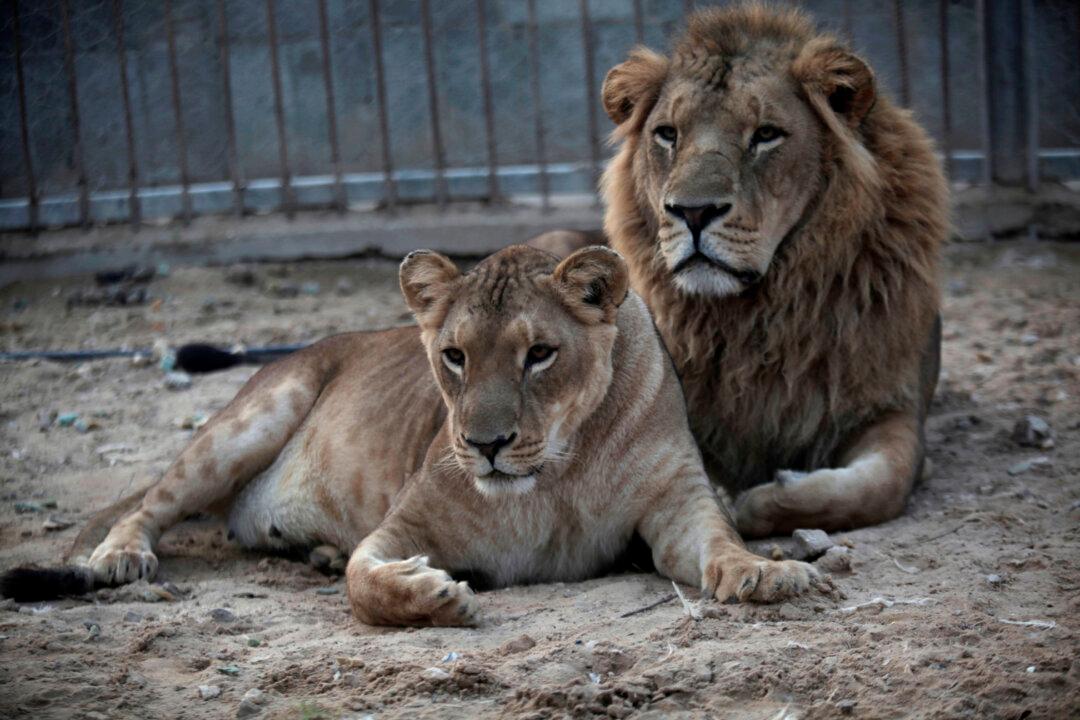 4 More Tigers and 3 Lions Test Positive for CCP Virus at Bronx Zoo