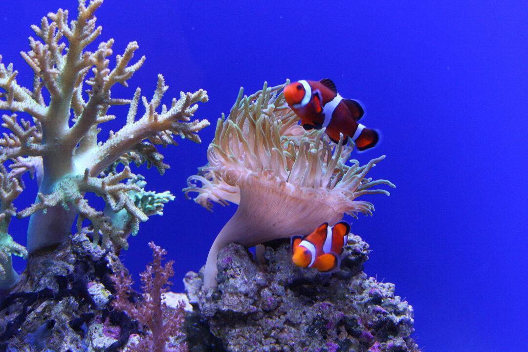 Survival in Hottest Sea May Be Death Trap for Coral