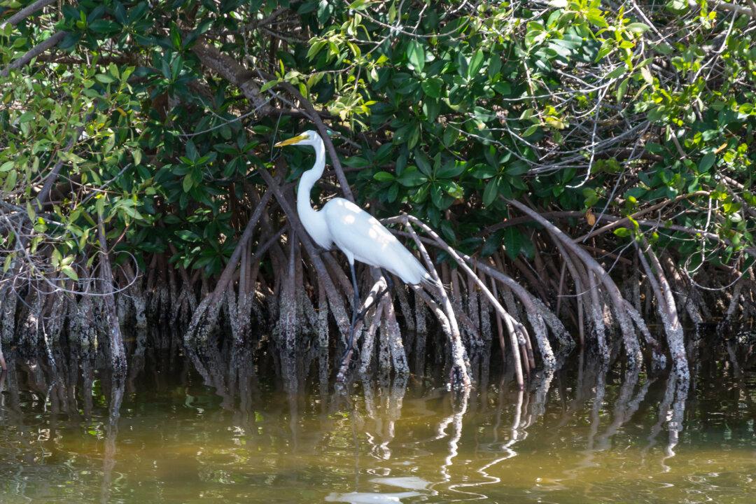 Can Mangrove Forests Save Coastal Areas?