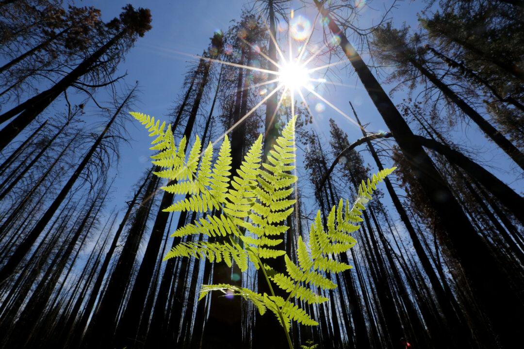 Trump Signs Order Creating One Trillion Trees Interagency Council