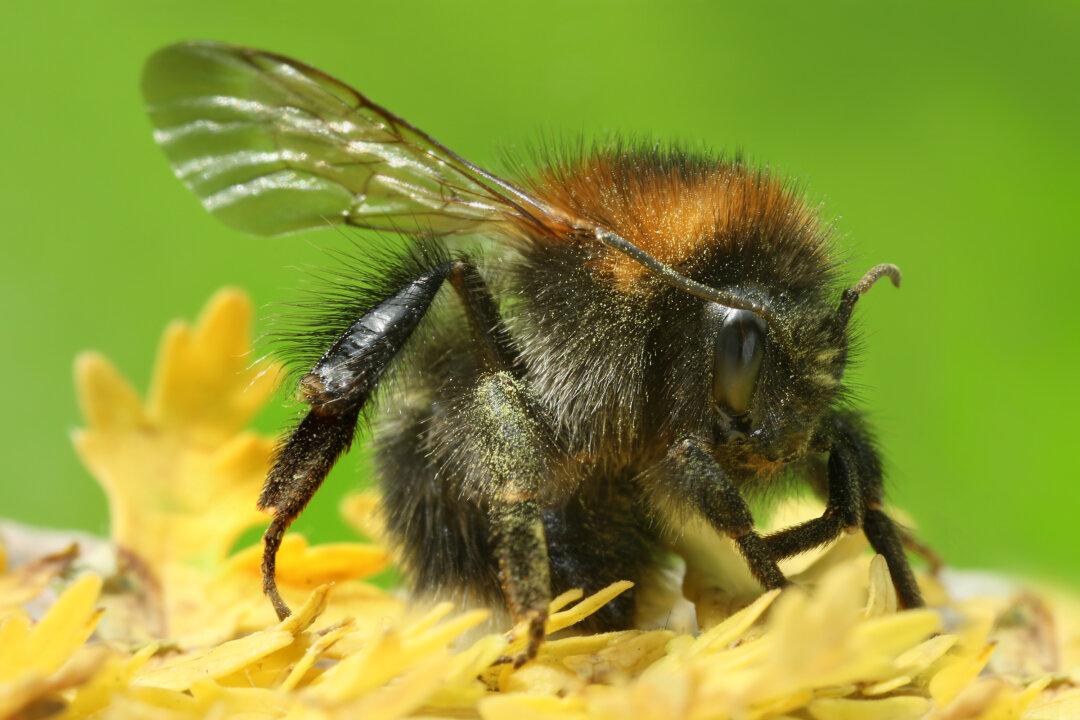 Fewer Flowers Mean Bumblebee Tongues Are Shrinking