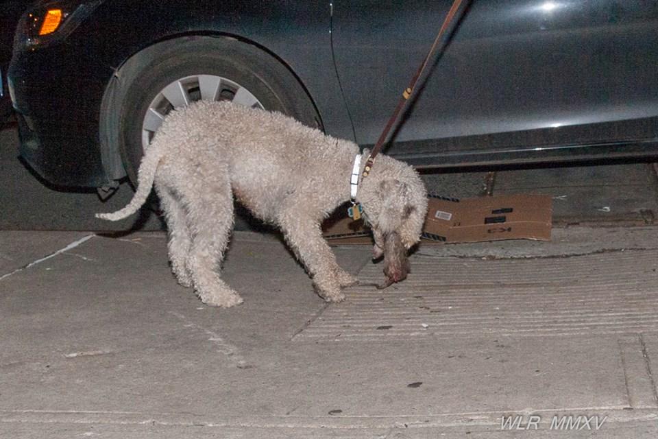 New Yorkers Turn to Terriers to Combat Rat Problem