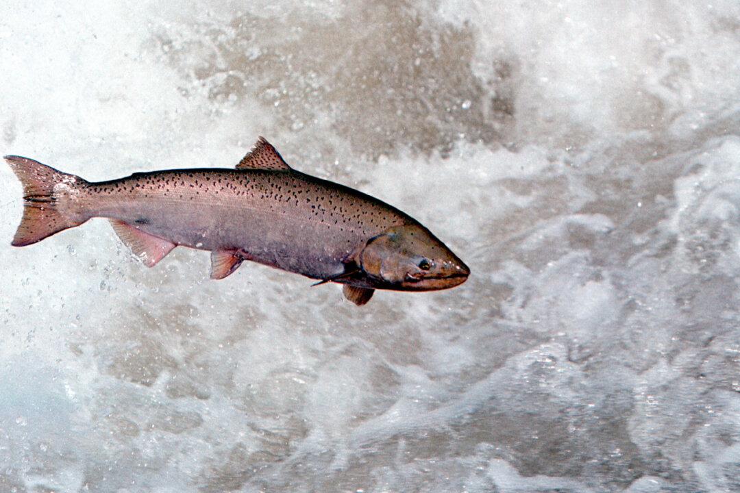 Landmark Rulings Could Be Boon to Pacific Northwest Salmon