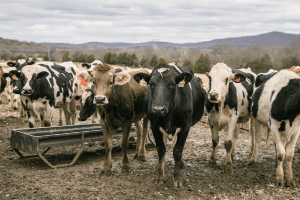 Curious cows line up at a farm in Wilson County, Tenn., on Jan. 10, 2018. (Samira Bouaou/The Epoch Times)