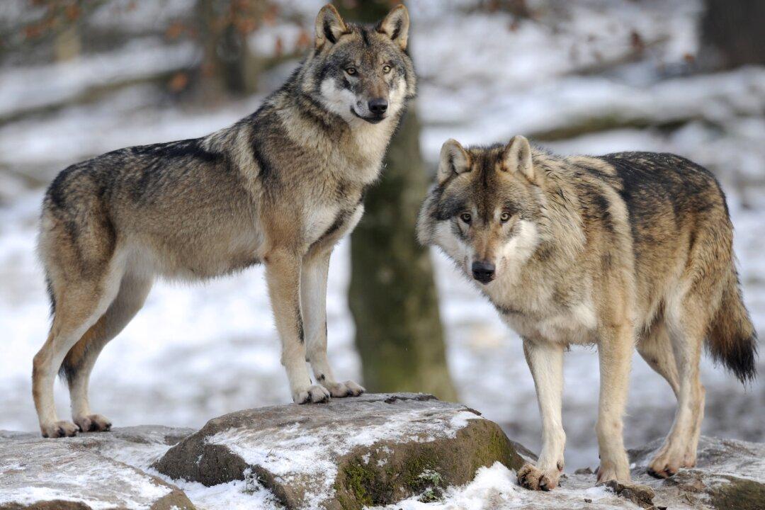 Committee Says It’s Time to Roll Back Endangered Species Protection for the Grey Wolf